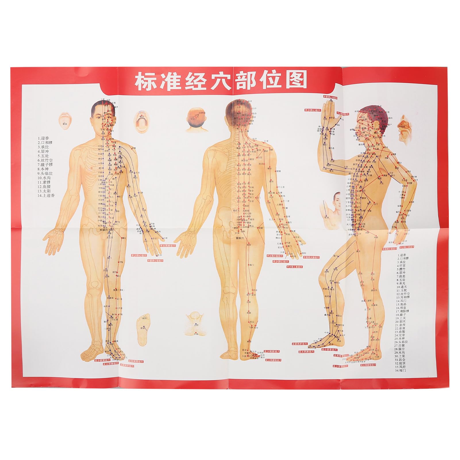 ZJchao acupoint model hanging chart supports quick study