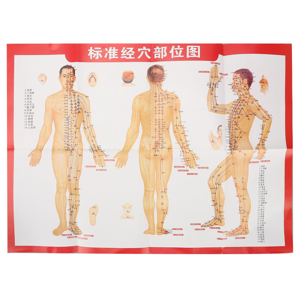 ZJchao acupoint model hanging chart supports quick study