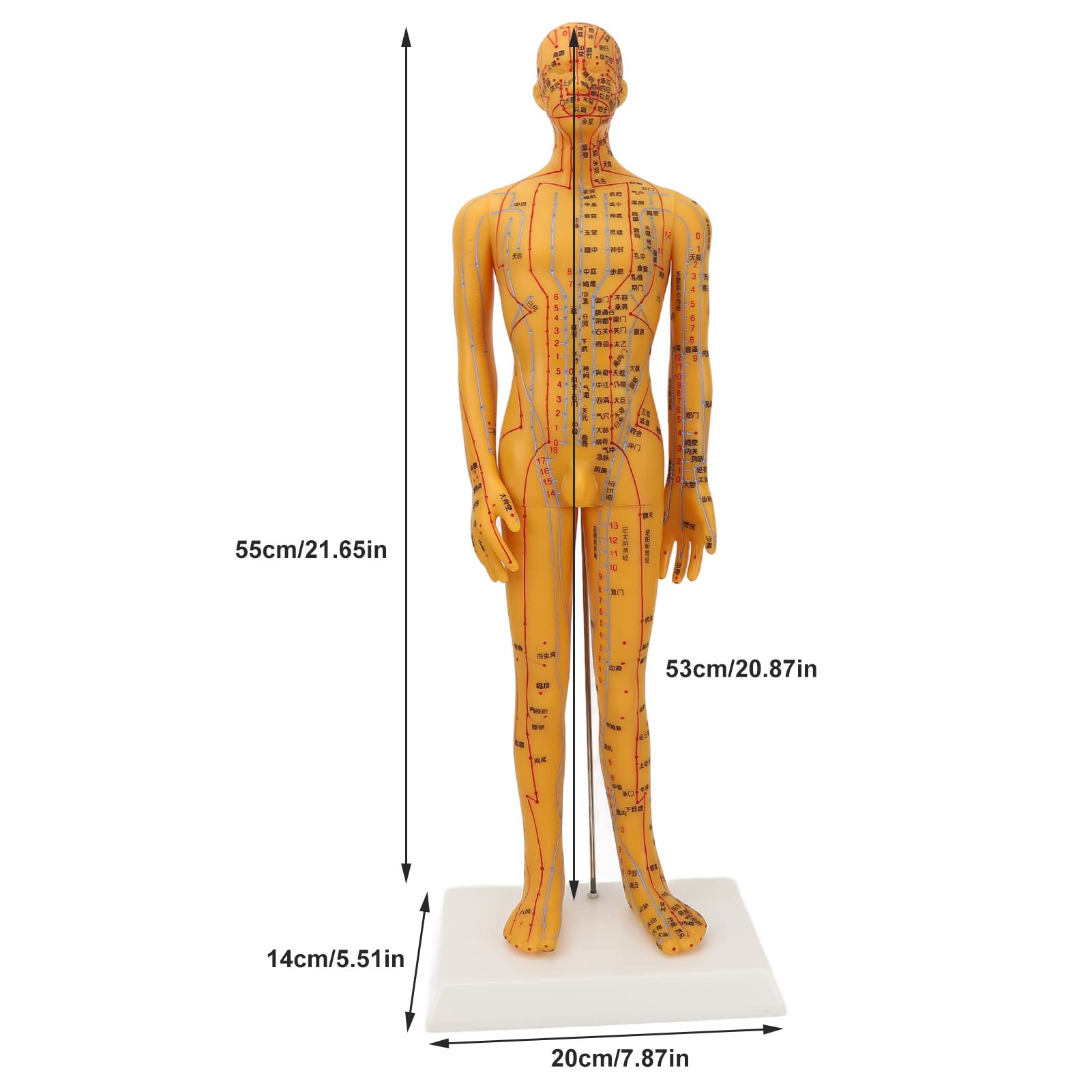 ZJchao acupoint model lateral view highlights side meridians