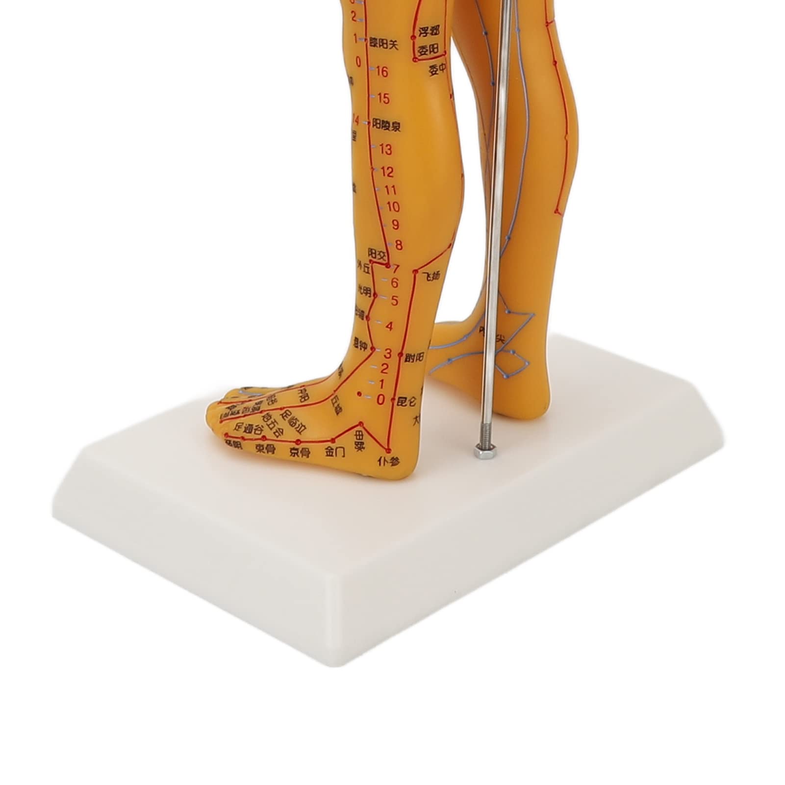 ZJchao acupoint model in classroom practice and traditional training
