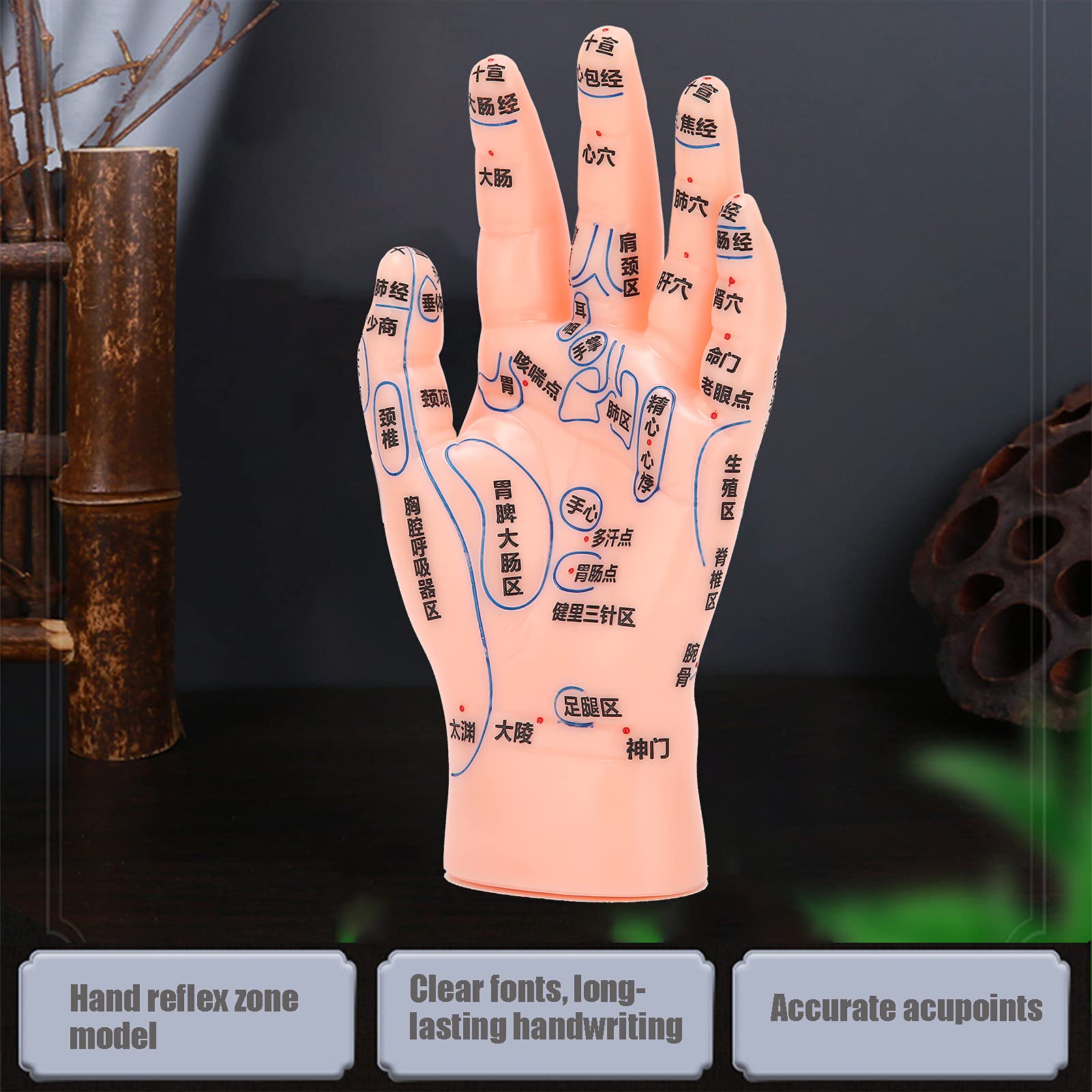 ZJchao hand acupuncture model palm side highlights point locations for study.