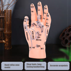 ZJchao hand acupuncture model palm side highlights point locations for study.