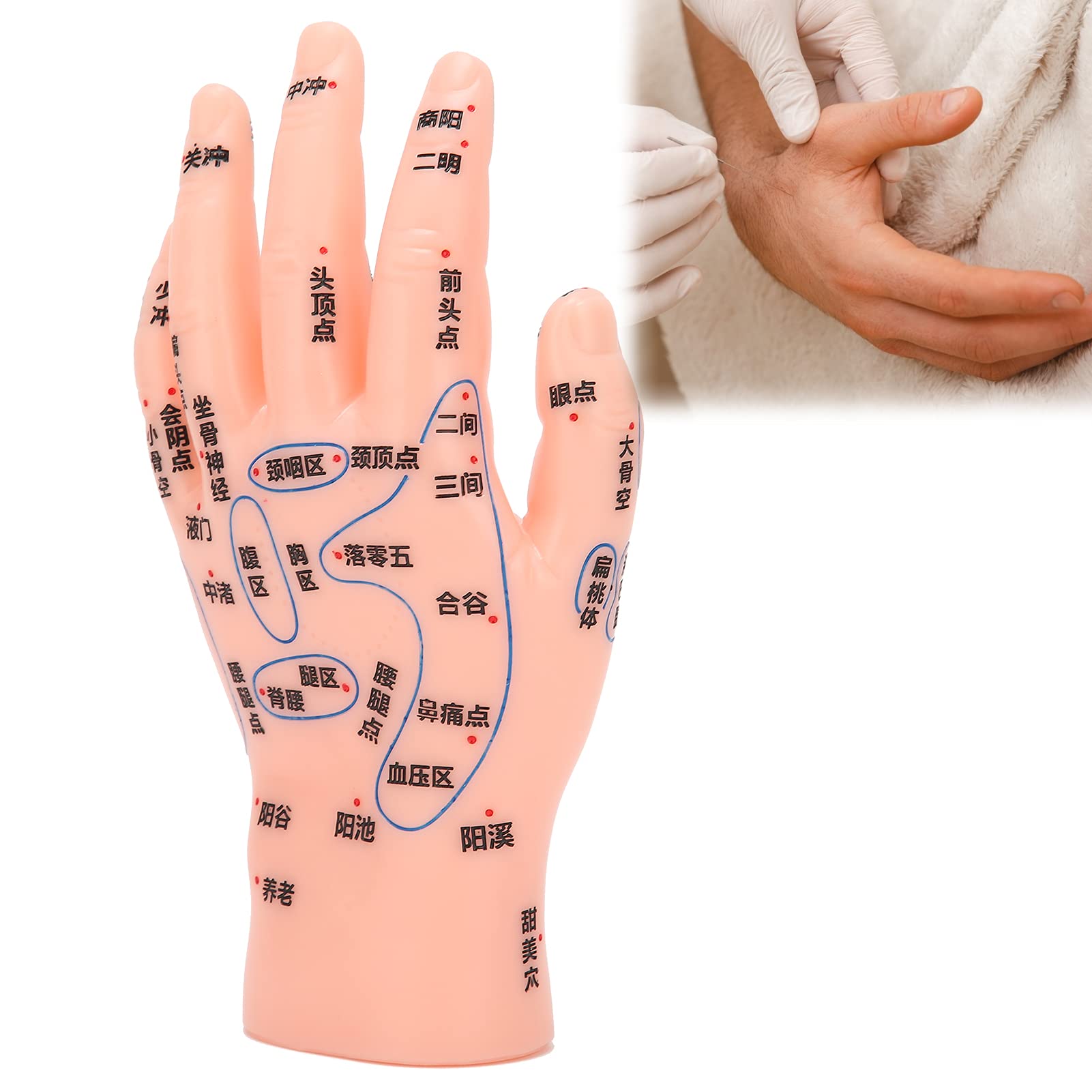 ZJchao PVC material ensures soft, durable teaching tool with long life.