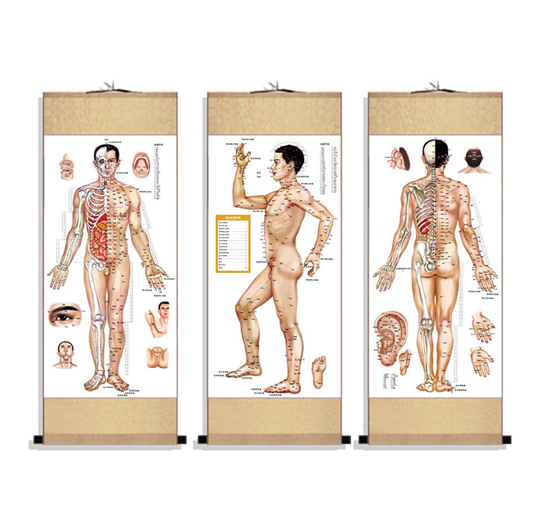 Zzooi silk scroll of human body acupuncture points for study and display